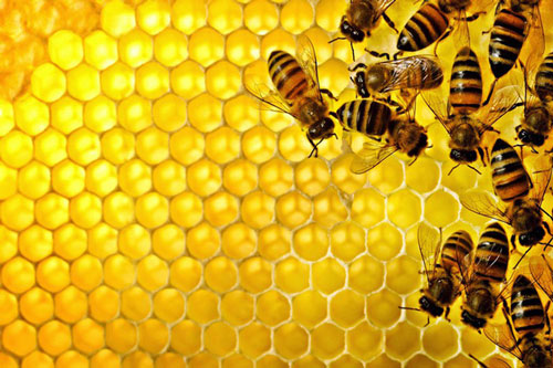  Sữa ong chúa: trong sữa ong chúa có chứa chất insulin làm tăng phản ứng hạ đường huyết, có tác dụng làm giãn động mạch và hạ huyết áp rất nhanh, nên tuyệt đối không dùng.