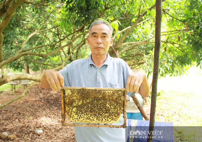  Ông Nguyễn Vĩnh Điều (xã Mỹ Thành, huyện Yên Thành, tỉnh Nghệ An) kiểm tra đàn ong để thu hoạch mật đúng lúc. Ảnh: PV