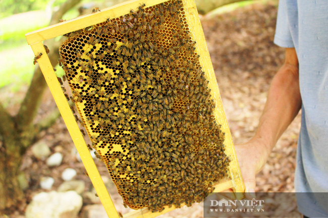  Nhờ cách chăm sóc, đàn ong của gia đình ông Nguyễn Vĩnh Điều phát triển rất tốt, cho những giọt mật chất lượng. Ảnh: PV