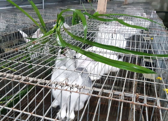  Thức ăn của thỏ chủ yếu là cỏ và cám công nghiệp.