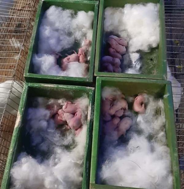  Thỏ non nuôi sau 35 ngày là có thể tách mẹ và sau 3 tháng nuôi có thể xuất chuồng bán thỏ thịt.