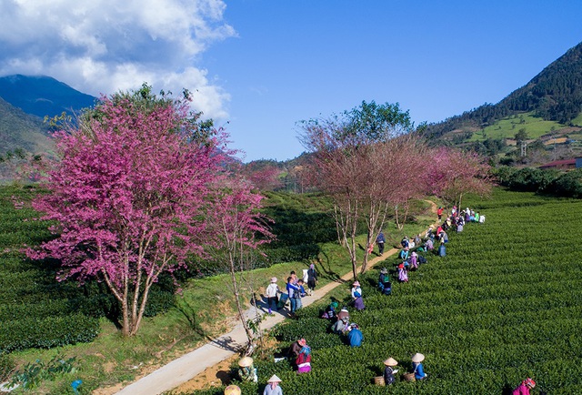  Hoa anh đào Nhật Bản trồng ven đường vào khu đồi chè đặc sản Ô Long vùng núi Ô Quý Hồ (Sa Pa ) đang khoe sắc hồng tuyệt đẹp trong nắng thu.