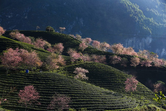  Những cây anh đào Nhật Bản được ông chủ đồi chè đặc sản Ô Long Sa Pa là người Đài Loan cho trồng cách đây hơn chục năm tạo nên cảnh quan đặc sắc cho Sa Pa.