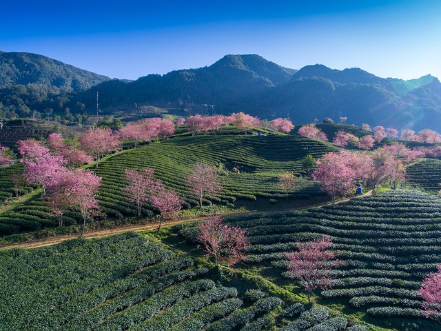  Khoảnh khắc tuyệt mỹ ở vùng đồi chè Ô Long Sa Pa khi rặng hoa anh đào Nhật bản nở hồng rực rỡ