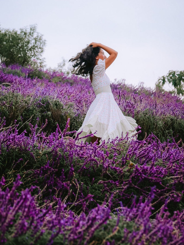  Vườn hoa tím rực rỡ ở đèo Pha Đin