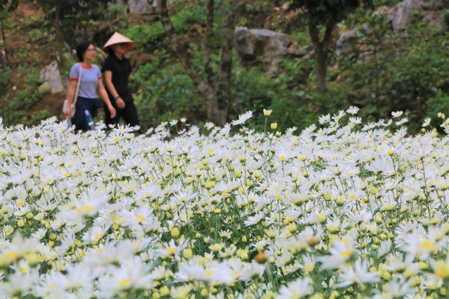  Du khách tản bộ ngắm quanh vườn cúc họa mi rộng cả nghìn mét vuông để chiêm ngắm toàn cảnh vườn hoa tuyệt đẹp đang nở rộ ở Ninh Bình.