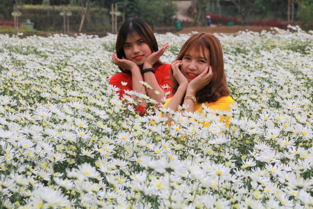  Những ngày cuối tháng 11/2020, vườn hoa cúc họa mi ở Thung Nham đang nở rộ. Màu hoa cúc tinh khôi làm trắng muốt cả một vùng.
