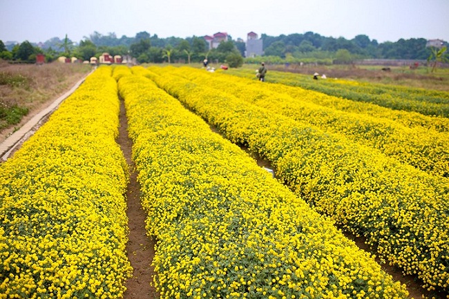  Cánh đồng hoa cúc chi tại làng Nghĩa Trai (Tân Quang, Văn Lâm, Hưng Yên)