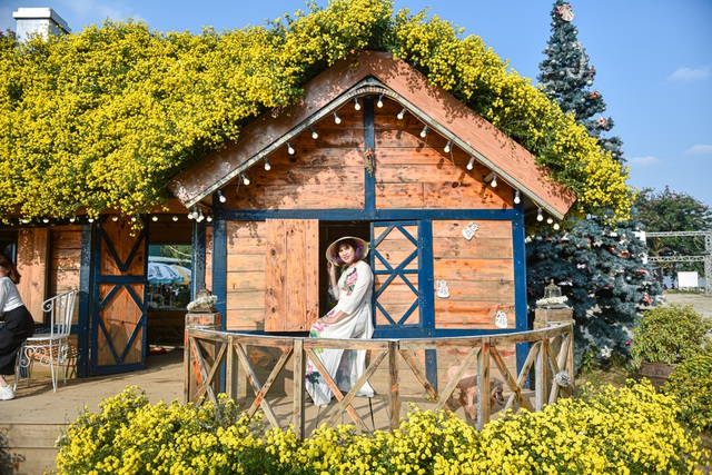 Nổi bật và được thu hút nhiều người tìm đến là căn nhà gỗ được phủ đầy cây cúc chi trên mái và xung quanh.