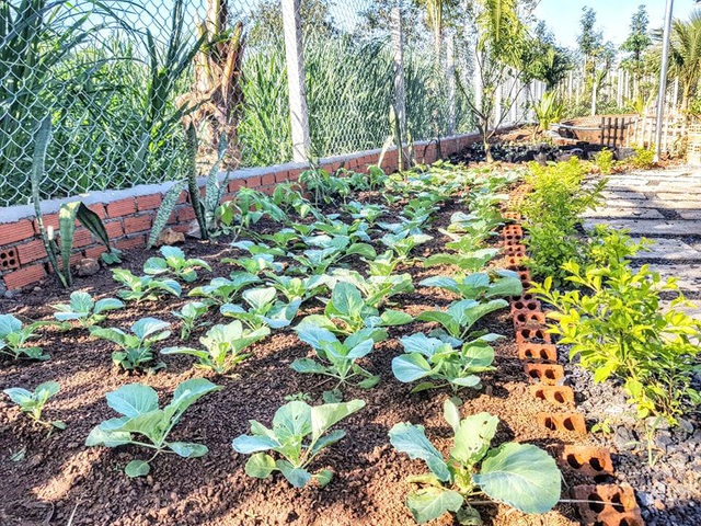  Khoảng đất có diện tích 40m2 được làm thành vườn rau tươi tốt với đủ loại như cải ngọt, rau muống, bắp cải, su hào...