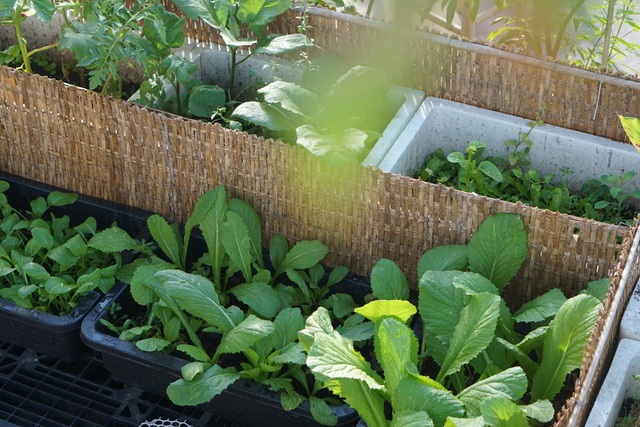 Trong vườn hiện có nhiều loại rau như rau cải các loại, củ cải đỏ, rau ngót, rau thơm và các giống đậu như đậu ván, đậu đũa, đậu rồng, đậu bắp,...