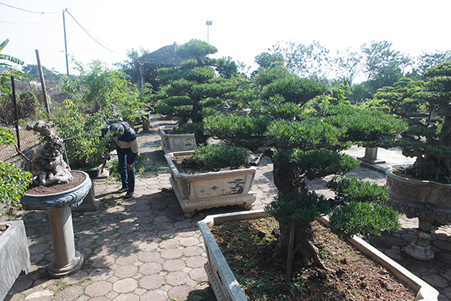  Những cây tùng bonsai giá trị tiền tỷ vì tuổi đời cây già, dòng quý hiếm và mất nhiều năm công sức tạo tác