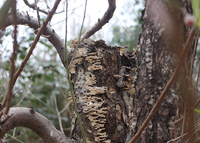  Do có tuổi đời lâu năm, nên thân cây đào thường xuất hiện các vết mốc trắng xóa, u cục sần sùi.