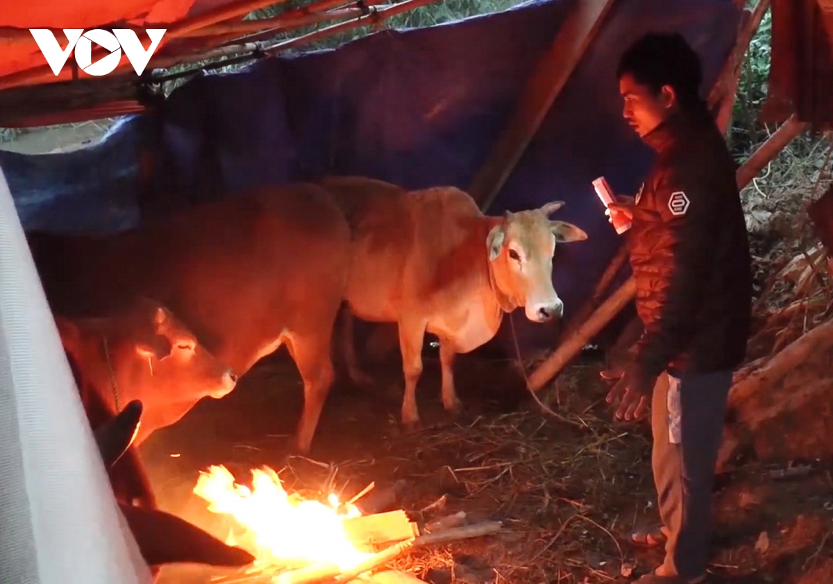  Người dân đốt lửa sưởi ấm cho đàn gia súc.