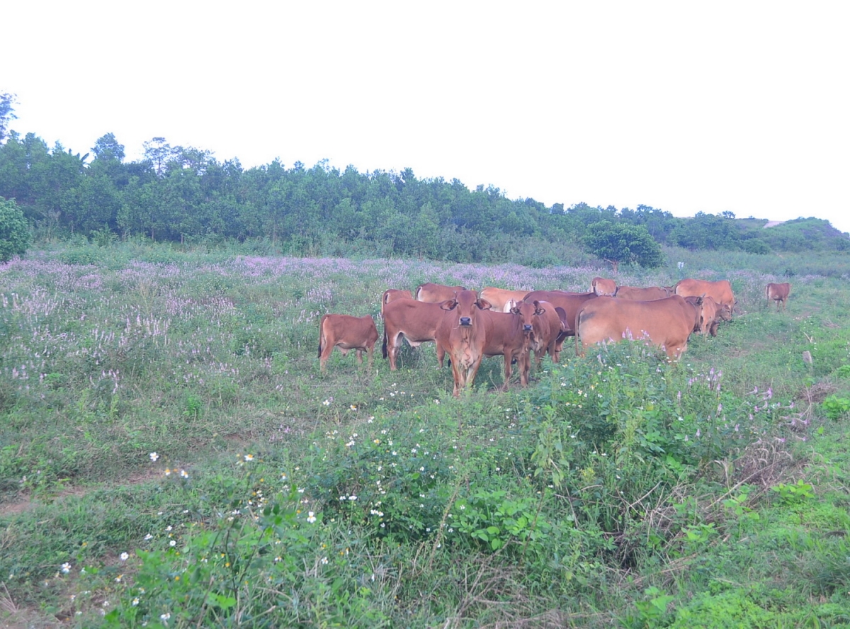  Thói quen chăn nuôi thả rông gia súc trong thời tiết rét đậm khiến số gia súc chết tăng.