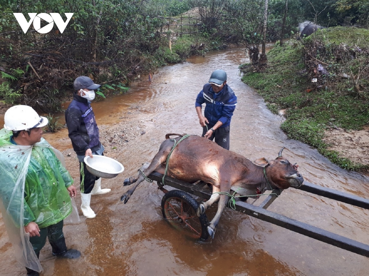  Rét đậm khiến nhiều gia súc ở huyên A Lưới, tỉnh Thừa Thiên Huế bị chết.