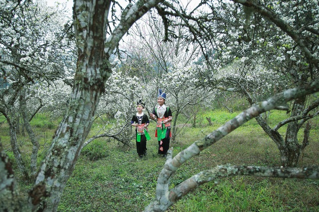  Thiếu nữ Mông trong bộ trang phục sặc sỡ lạc giữa rừng hoa mận nở.