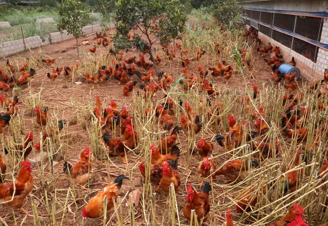  Toàn tỉnh Hải Dương hiện còn 2 triệu con gà đến kỳ xuất bán. 