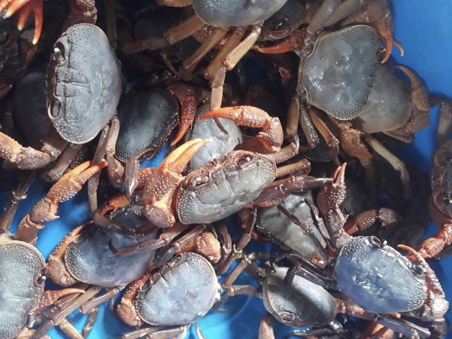 Cua núi đá thường sống trong các hốc, khe đá ở suối.
