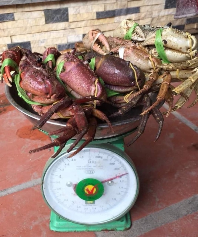 Giá cho mỗi cân cua đá núi dao động 120.000 - 250.000 đồng.