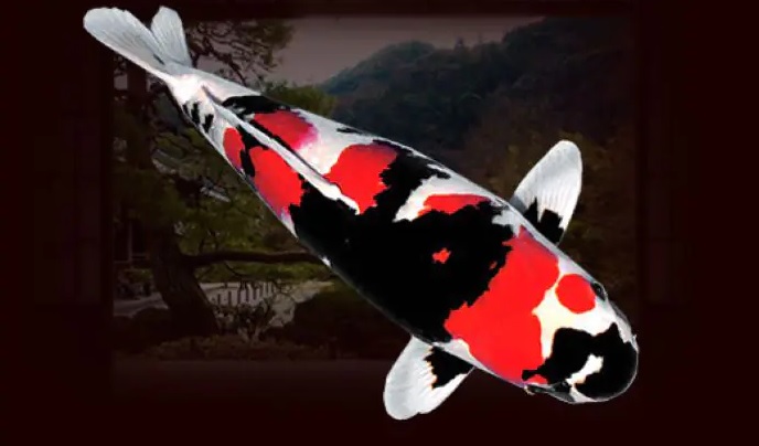  Chú chép Koi này đã được bán với giá 2,2 triệu USD (khoảng 49 tỷ đồng) và được cho là cá Koi đắt nhất thế giới. Ảnh: ishi