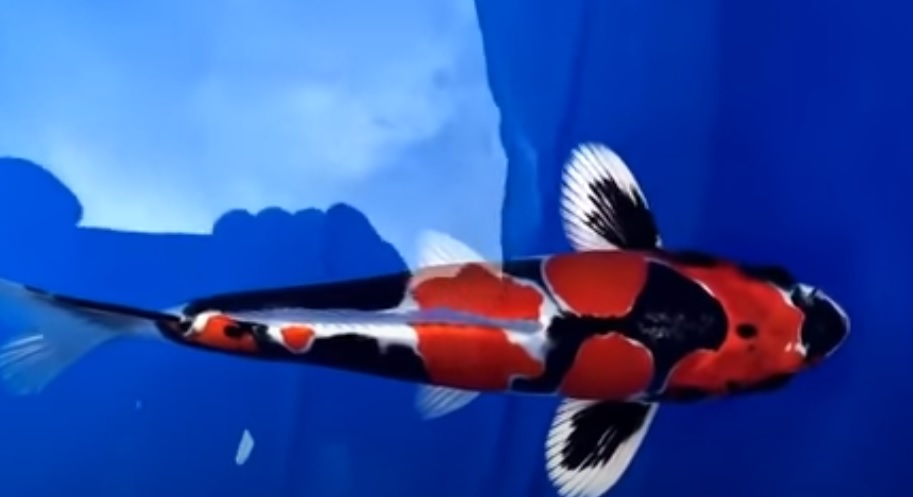  Cá Koi 49 tỷ thuộc dòng cá Koi Showa có xuất xứ từ Nhật Bản. Chú cá có đặc điểm là thân nền màu đen, điểm nhấn là màu đỏ tươi và trắng tuyết. Ảnh chụp màn hình