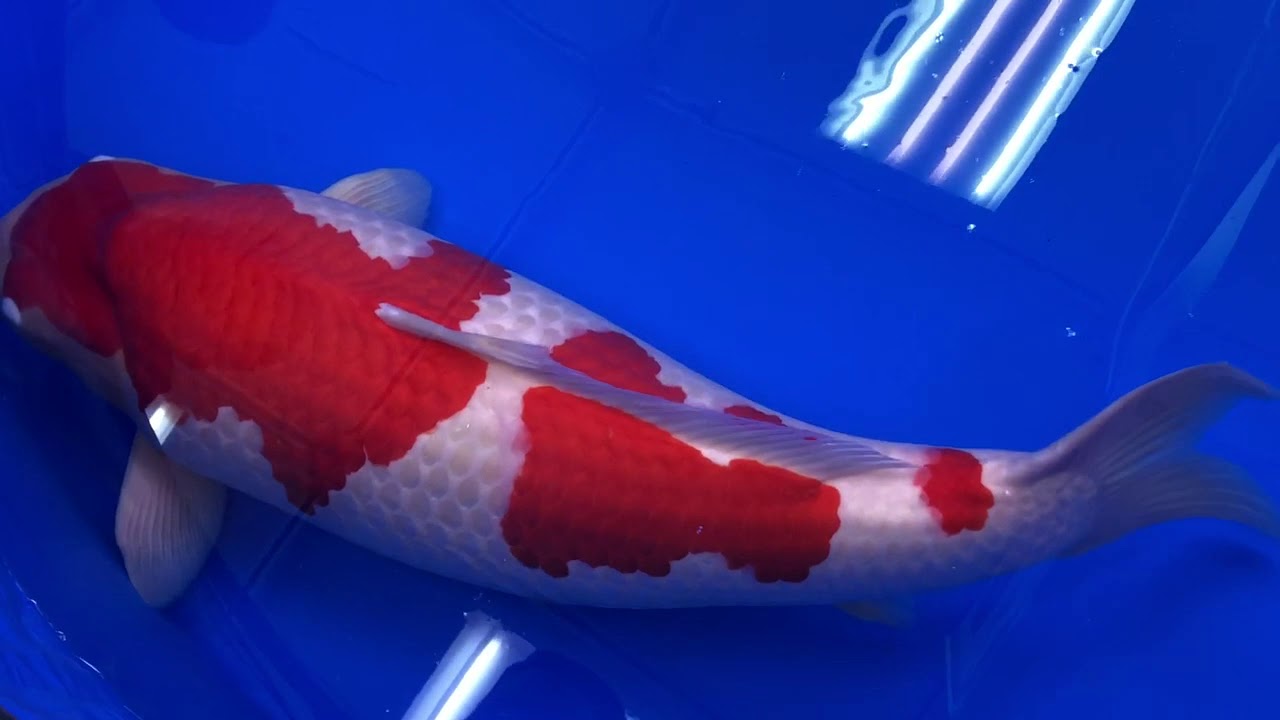  Thân cá dài hơn 101cm, có tiền thân là dòng Kohaku với 2 màu đỏ – trắng rất đặc trưng được lai tạo bởi nghệ nhân Nhật Bản, Kentaro Saka, thuộc trại cá Saki ở Hiroshima. Ảnh: DM