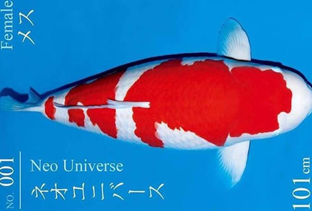  Dòng Kohaku là một giống cá Koi có màu trắng với những mảng màu đỏ trên thân. Ảnh: DM