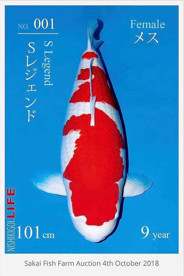  Để trở thành một con cá Koi giống Kohaku hoàn hảo, màu trắng phải nguyên sơ mà không có bất kỳ sự lệch chuyển sang màu vàng nào. Ảnh: DM
