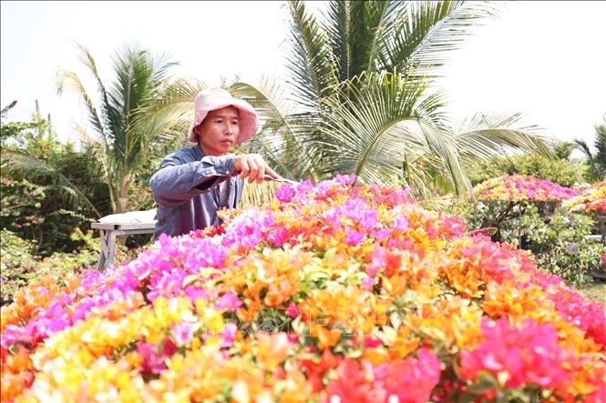  Anh Võ Ngọc Khánh chăm sóc cây hoa giấy ngũ sắc được tạo tán lớn có giá trị cao tại vườn hoa giấy của gia đình ở xã Trường Đông, thị xã Hòa Thành, tỉnh Tây Ninh.