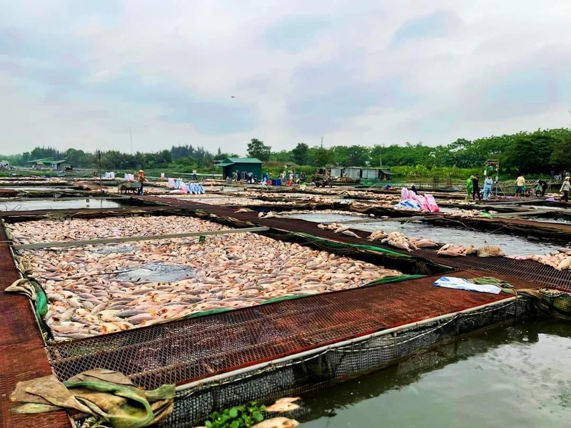  Hình ảnh cá lồng trên sông Thái Bình bị chết hàng loạt. 