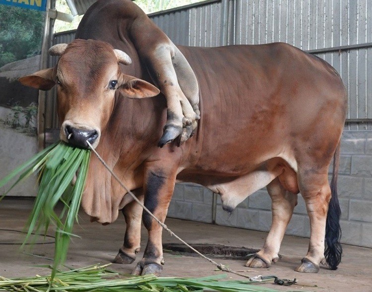  Hiện tại con bò này nặng khoảng 5 tạ, dài khoảng 2,5 mét, cao khoảng 1,5 mét.