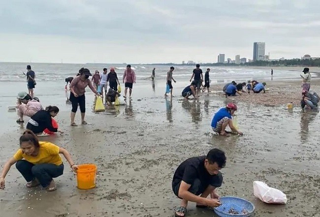   Hàng trăm người dân ra bờ biển phường Thu Thủy, thị xã Cửa Lò, nhặt hàng tấn sò huyết dạt trắng bờ biển.