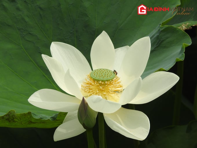  Hoa sen Thái khác biệt so với các loại sen khác nhờ màu hoa trắng và nở sớm