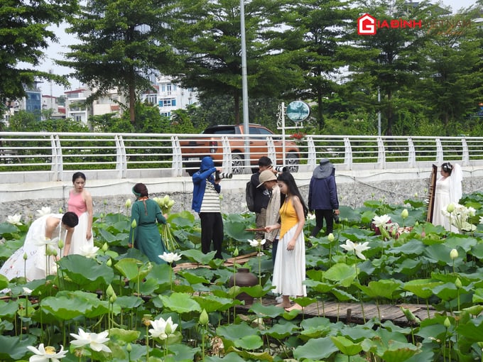  Nhiều chị em tìm đến khu vực phố đi bộ Trịnh Công Sơn (phường Nhật Tân, quận Tây Hồ, TP. Hà Nội để chụp ảnh với hoa sen trắng