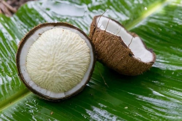  Mộng dừa là món ăn dân dã nhưng đem lại nhiều lợi ích đối với sức khỏe. Ảnh: Adobe Stock