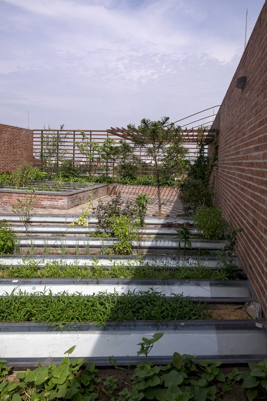  Vườn rau xanh trên sân thượng. Nguồn ảnh: Tiến Thành Nguyễn