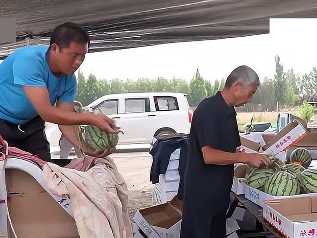  Kinh nghiệm chọn dưa của ông Lưu được nhiều thương lái tin tưởng