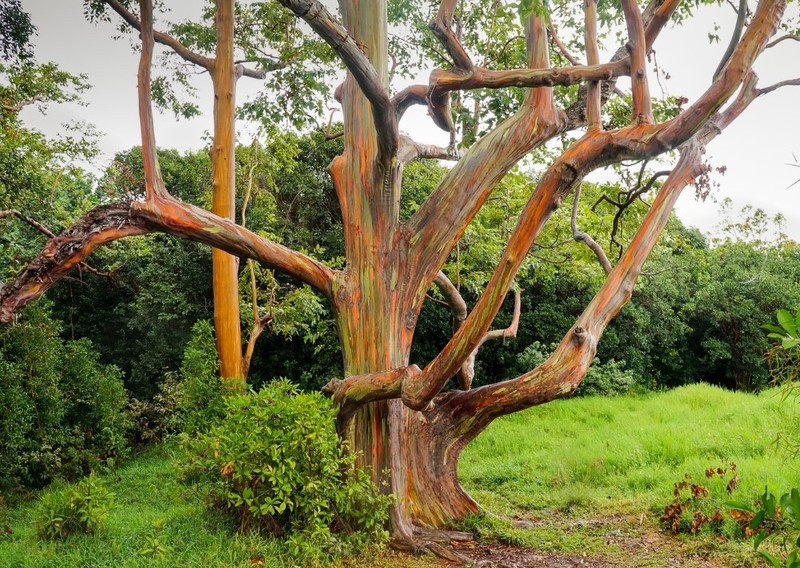  Sự thay đổi màu sắc này cùng chiều cao cao chót vót và những trụ đỡ lớn khiến nó trở thành một kỳ quan thiên nhiên thực sự.