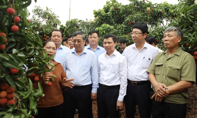  Đoàn công tác của Bộ Nông nghiệp và PTNT, tỉnh Bắc Giang thăm vườn vải thiều của gia đình bà Sênh.