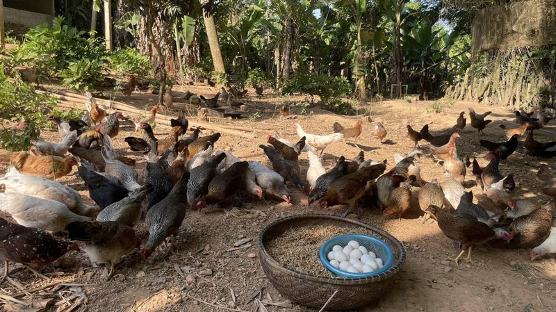  Hiện, anh liên kết với 50 hộ dân nuôi gà vi sinh - chăn thả tự nhiên.