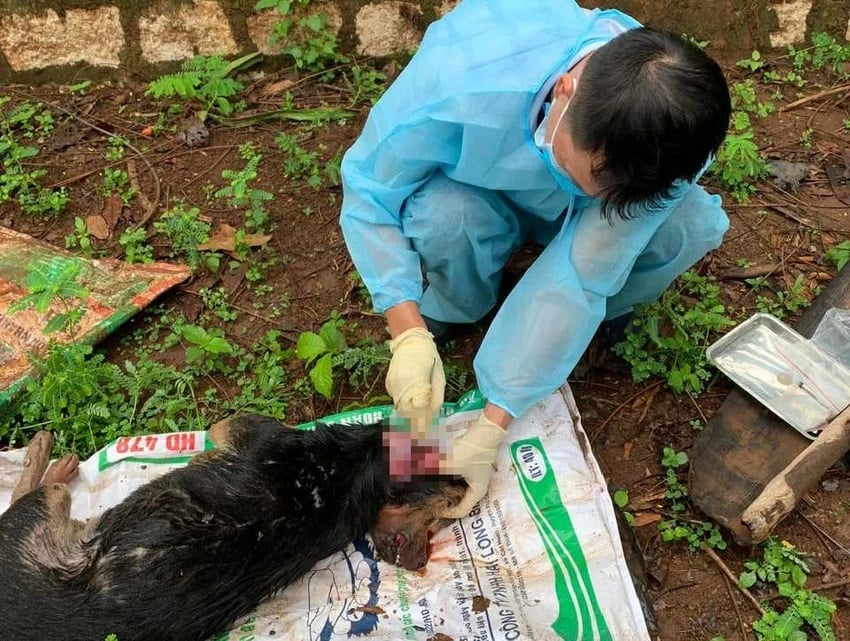  Kết quả xét nghiệm và xác định con chó màu đen (khoảng 10 kg) cắn nhiều người dân ở Đắk Lắk dương tính với virus dại. Ảnh: Báo Pháp Luật TP.HCM. 