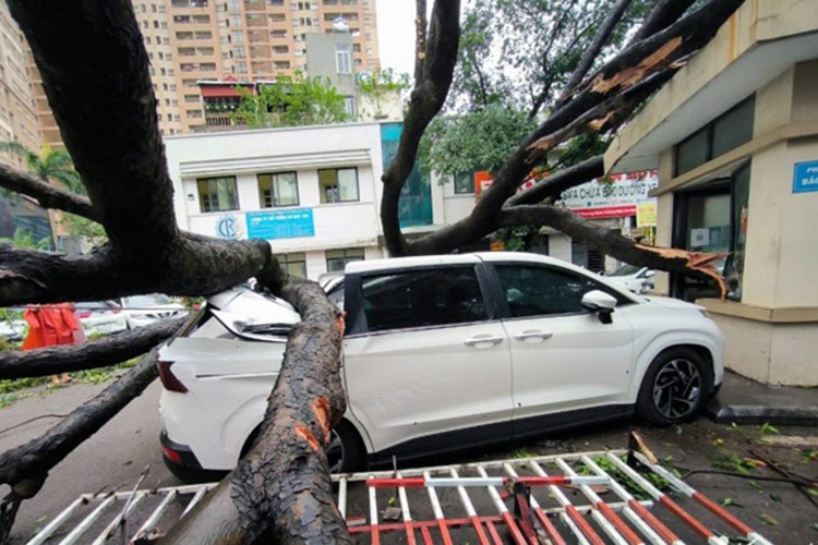  Tình trạng cây bật gốc, gẫy cành, đè vào ôtô sau mưa bão không còn quá xa lạ tại các thành phố lớn Việt Nam.  