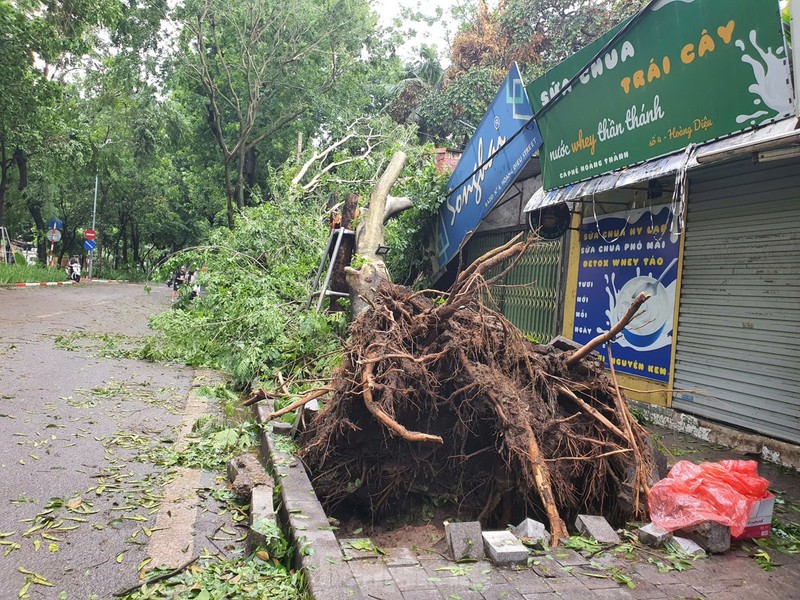   Trên đường Hoàng Diệu, dãy nhà bị cây bật gốc đè vào.