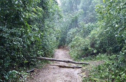  Hiện trường vụ việc cây rừng ngã đổ khiến cháu bé 2 tuổi tử vong - Ảnh: Báo Lao Động