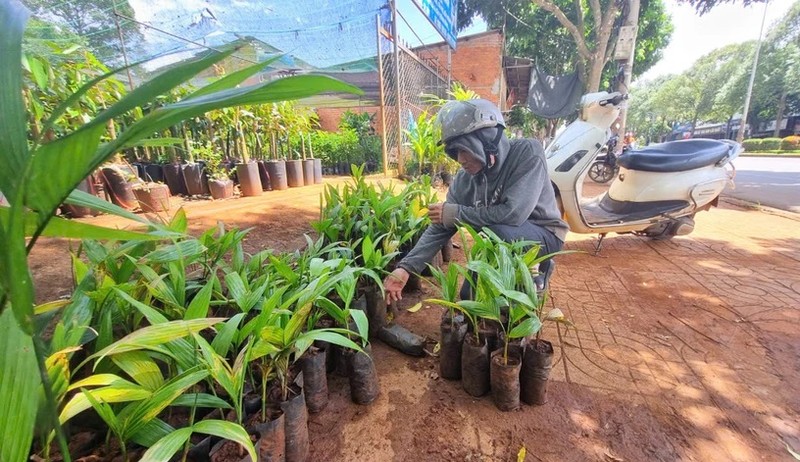   Ông Hòa đi cả buổi sáng, đến nhiều vườn ươm mới tìm được vài cây cau giống.