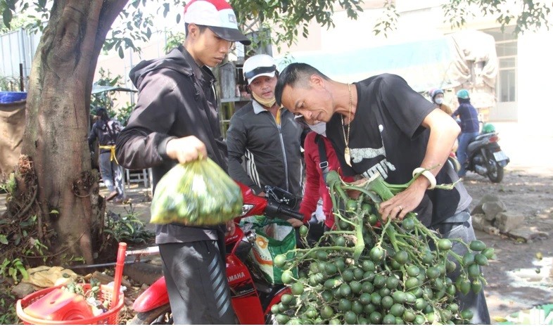   Một điểm thu mua cau ở TP Buôn Ma Thuột.