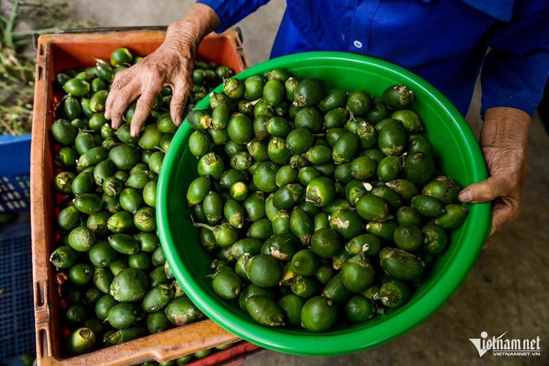   Trung Quốc bao mua gần hết cau của Việt Nam. Ảnh: Trọng Tùng.