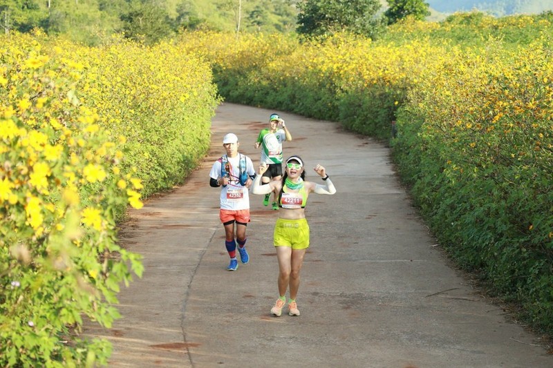  Hoa dã quỳ Chư Đang Ya 