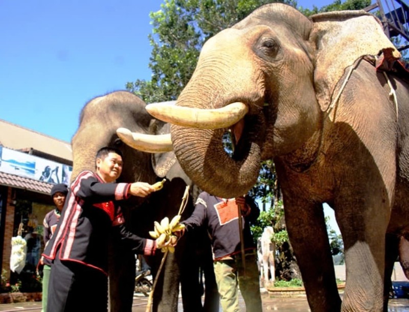  Ông Đặng Vân Long bên chú voi của gia đình. 